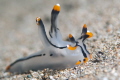   Thecacera pictaAniloa Philippines  